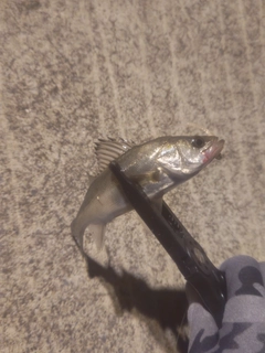 セイゴ（マルスズキ）の釣果