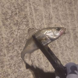 セイゴ（マルスズキ）