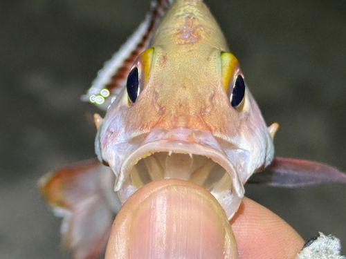 ヒメフエダイの釣果