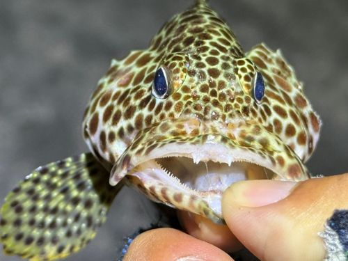 カンモンハタの釣果