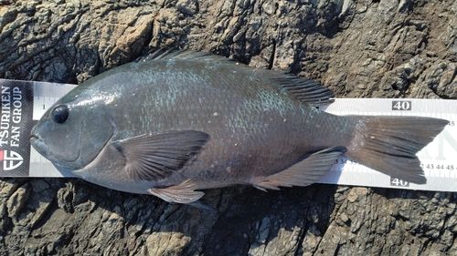 クチブトグレの釣果