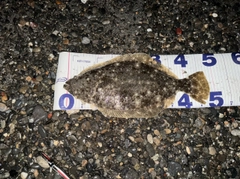 ヒラメの釣果