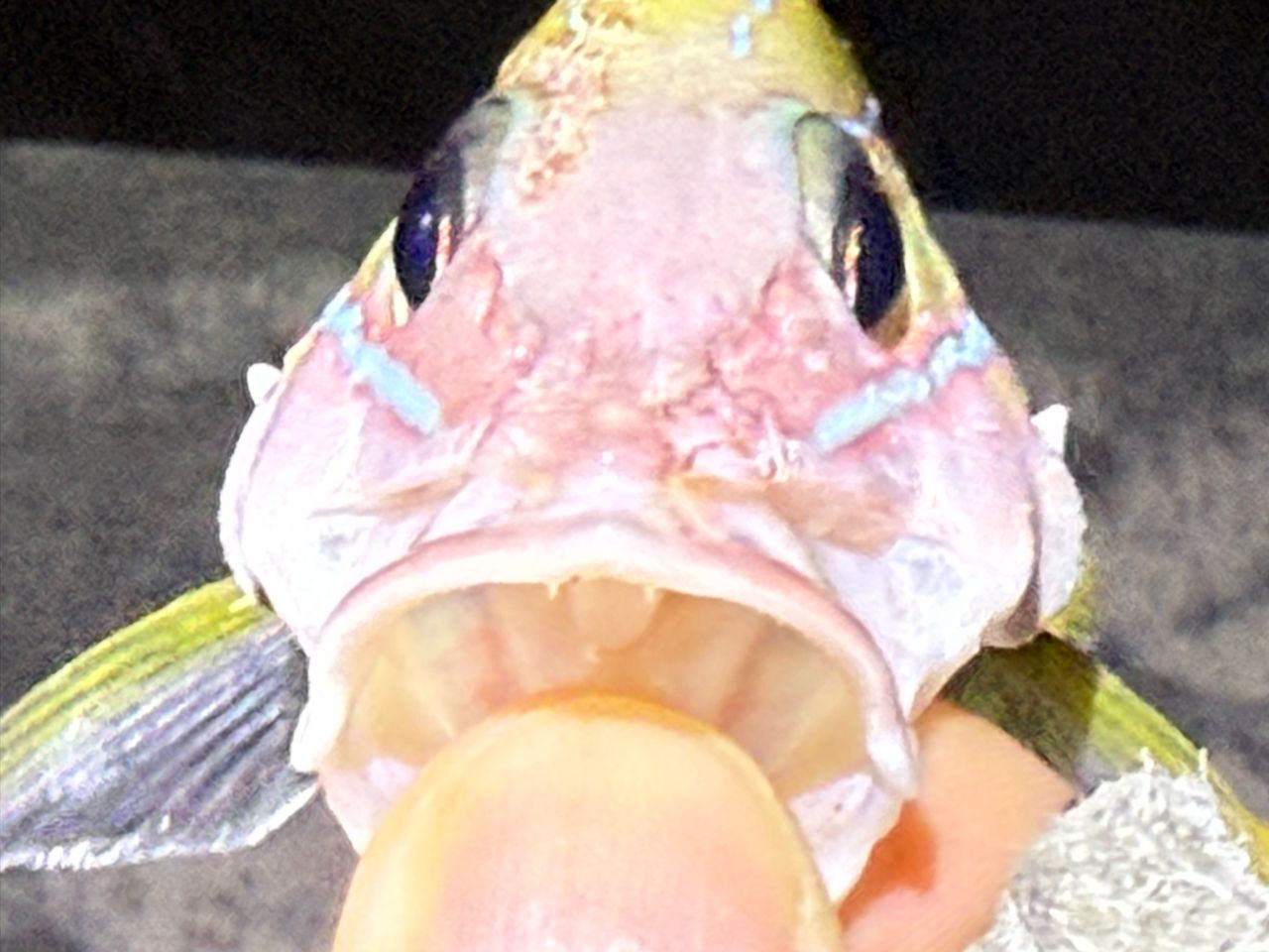 ヨスジフエダイ