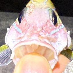 ヨスジフエダイ