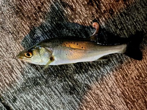 セイゴ（マルスズキ）の釣果