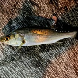 セイゴ（マルスズキ）