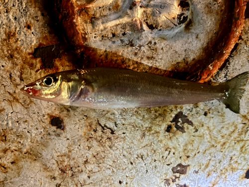 シロギスの釣果