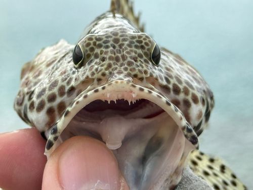 カンモンハタの釣果