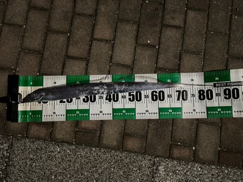 タチウオの釣果