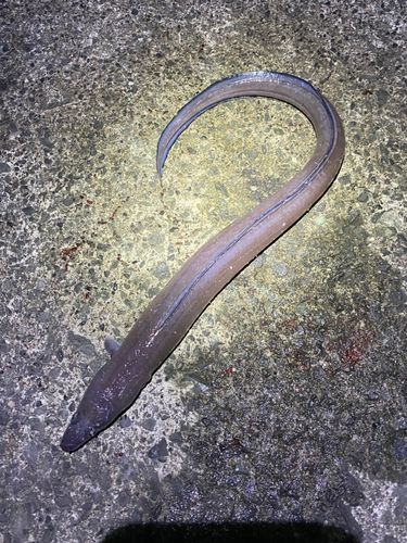 クロアナゴの釣果