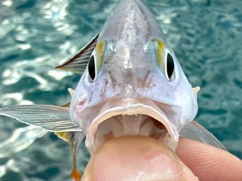 ヒメフエダイの釣果