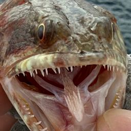 ミナミアカエソ