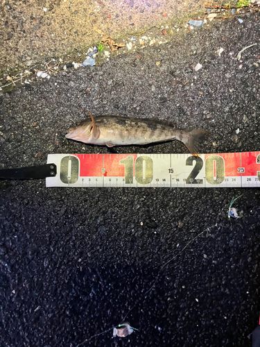 アブラコの釣果