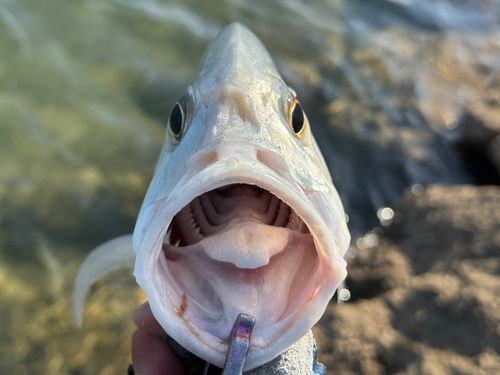 ロウニンアジの釣果