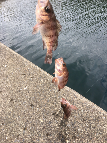 メバルの釣果