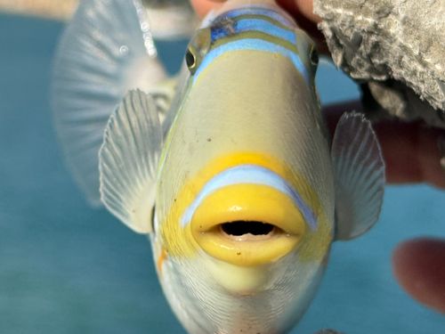 ムラサメモンガラの釣果