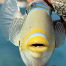 ムラサメモンガラ