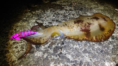 アオリイカの釣果