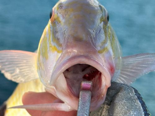 コバンヒメジの釣果