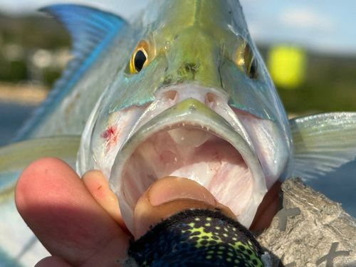 カスミアジの釣果