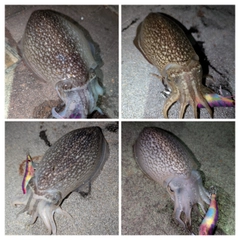 シリヤケイカの釣果