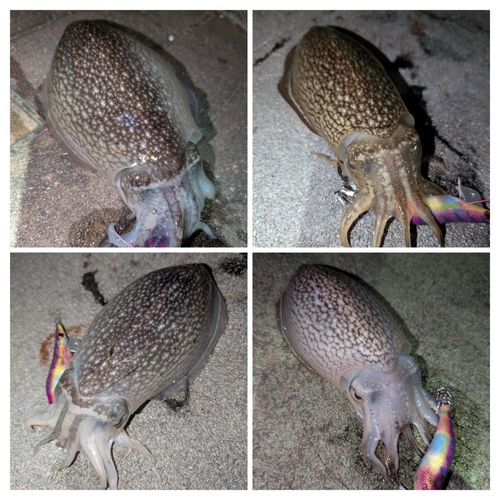 シリヤケイカの釣果