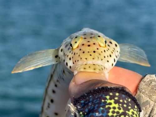 オグロトラギスの釣果