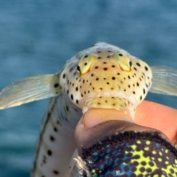 オグロトラギス