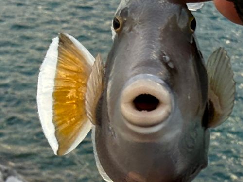 ツマジロモンガラの釣果