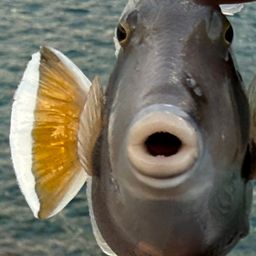 ツマジロモンガラ