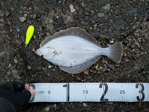 イシガレイの釣果