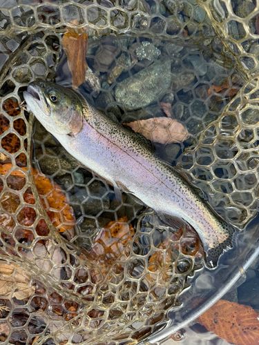 ニジマスの釣果