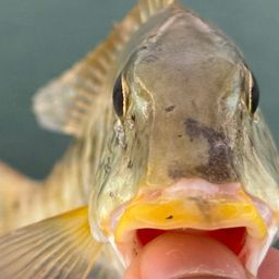 ムネアカクチビ