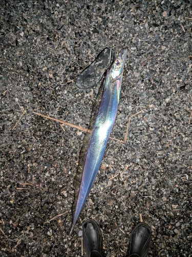 タチウオの釣果