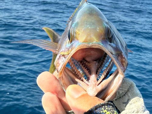 イシフエダイの釣果