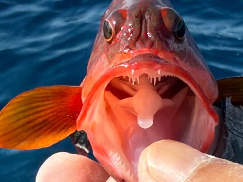 ニジハタの釣果