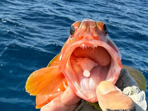 アカハタの釣果