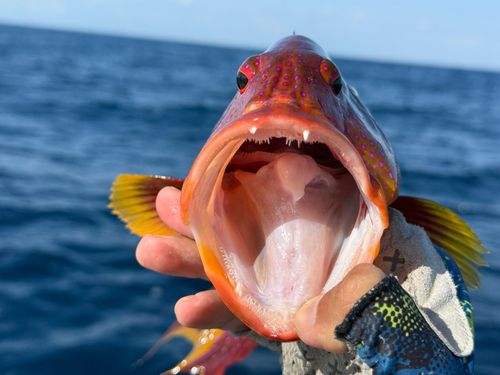 バラハタの釣果