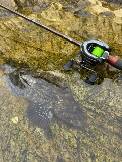 アイナメの釣果
