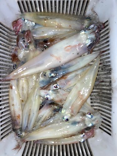 イカの釣果