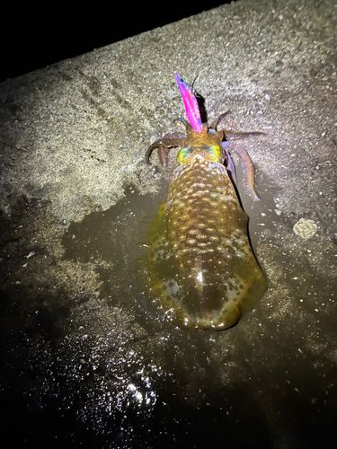 アオリイカの釣果