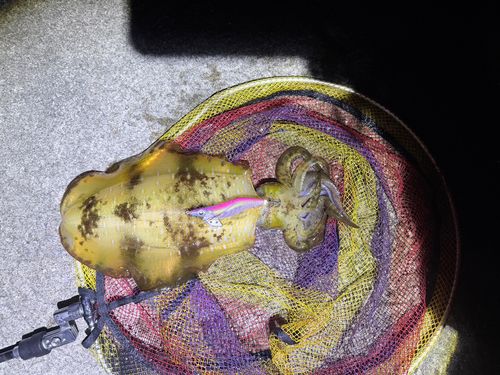 アオリイカの釣果