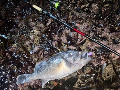 クロソイの釣果