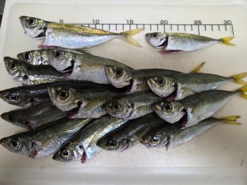 マアジの釣果