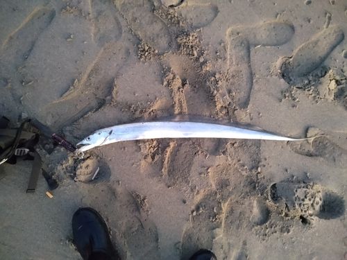 タチウオの釣果