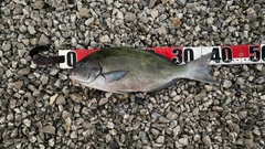 オナガグレの釣果