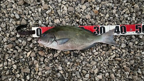 オナガグレの釣果