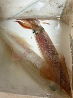 ヤリイカの釣果