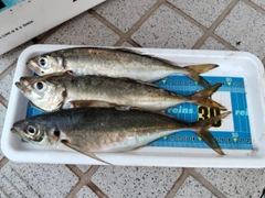 アジの釣果