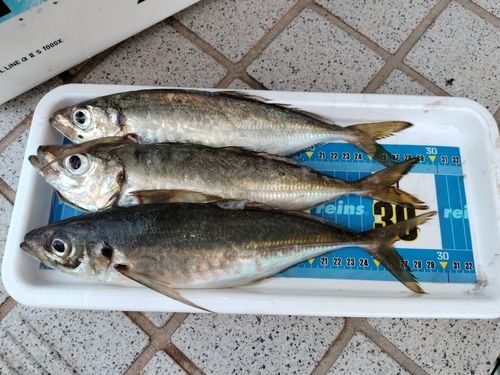 アジの釣果